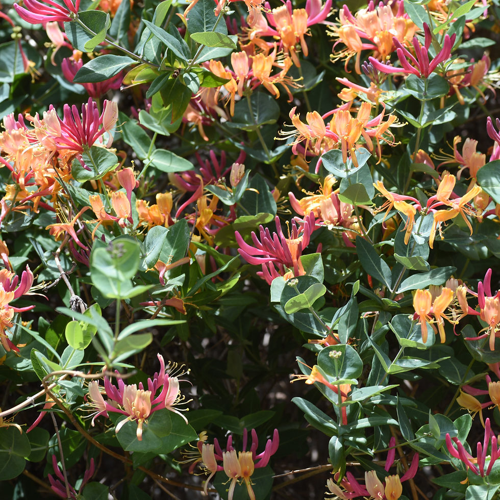 Miniatura: Lonicera Heckrotti Goldflame pianta rampicante