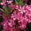 Miniature : Oleandro Rosa, Nerium Oleander,