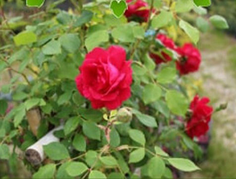 Rosa Rampicante Rosso Geranio