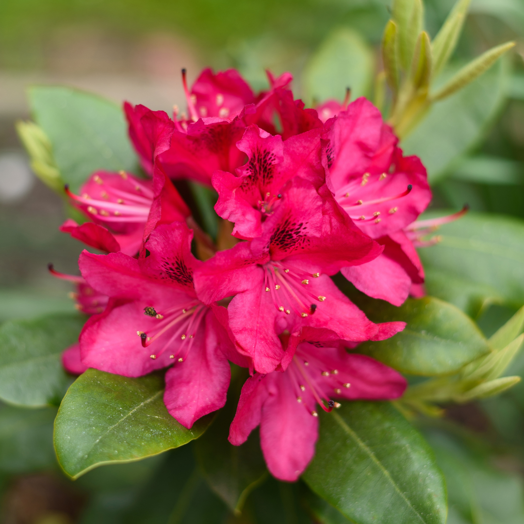 Rhododendron Rosa Scuro Nova Zembla