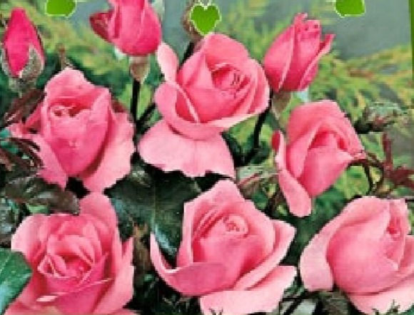 Rosa Rampicante Fiore Grande Queen Elizabeth