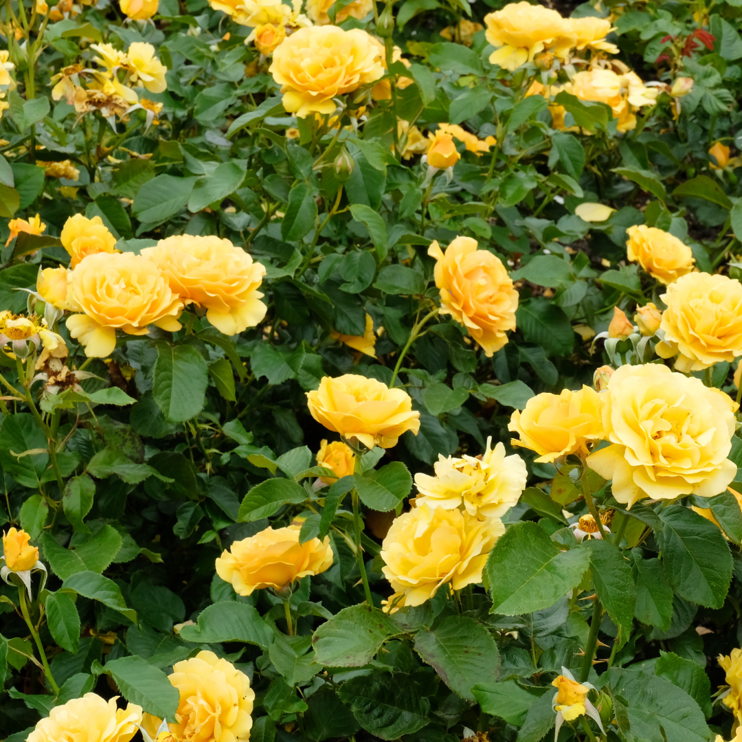 Rosa Rampicante Giallo Puro
