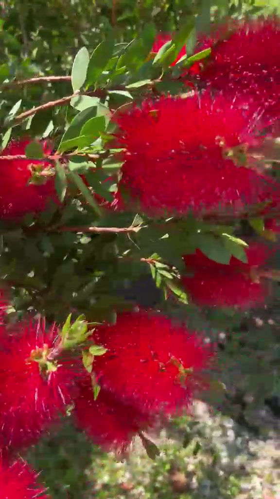 Miniatura: Callistemon Linearis Pianta Ornamentale