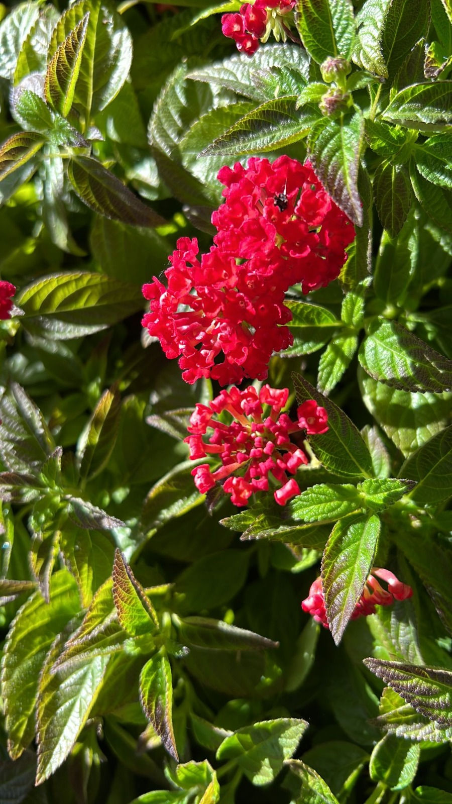 Miniature : Lantana Camara Rosso Cespuglio