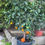 Miniature : Agrumi - Arancio Moro