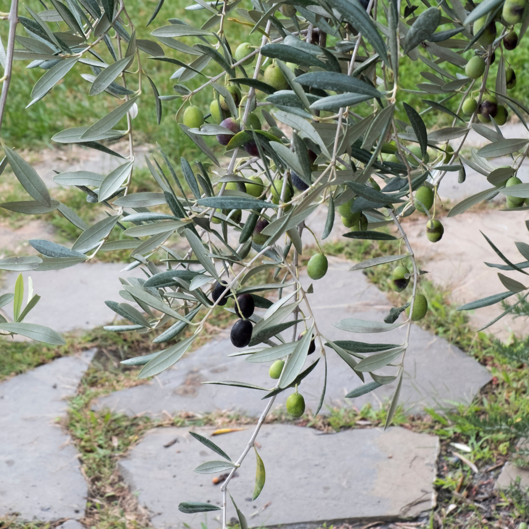 Olivi Taggiasca Olive da olio e da tavola 4 anni