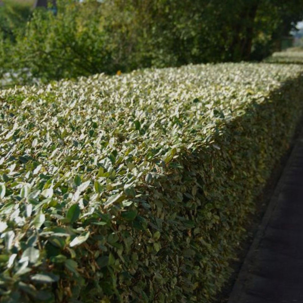 Miniatura: Elaeagnus o Eleagnus Ebbingei