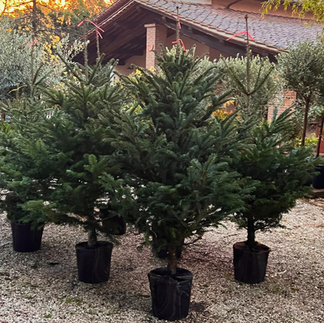 albero di natale vero