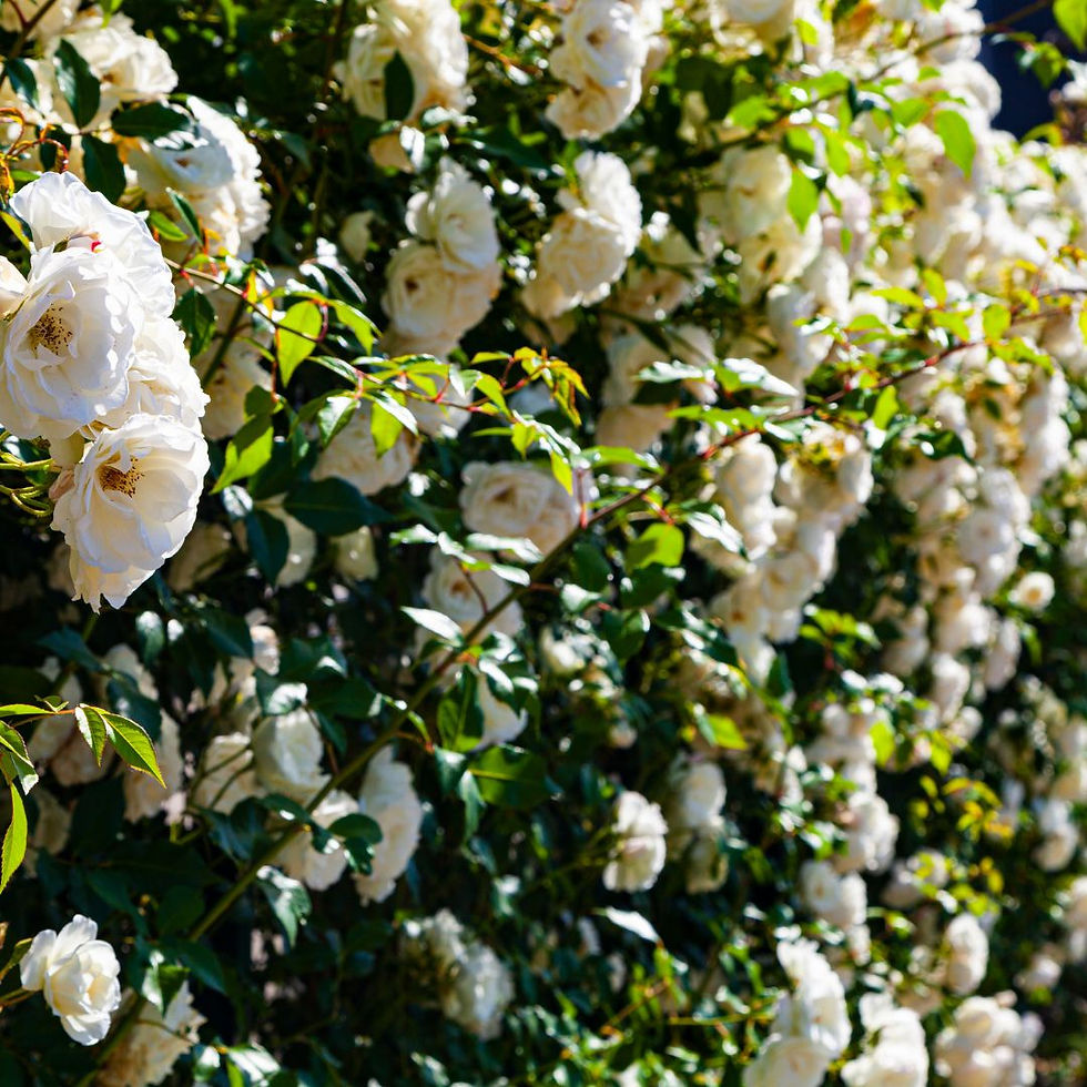 Miniatura: Rosa Rampicante Bianco – Fiore Piccolo