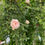 Miniature : Rosa Rampicante Rosa antica color Rosa Cipria