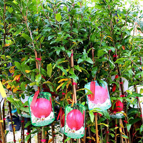 Albero Di Melograno Dente Di Cavallo | Pianta Da Frutto 1 Anno, Punica Granatum | Per Giardino O Vaso