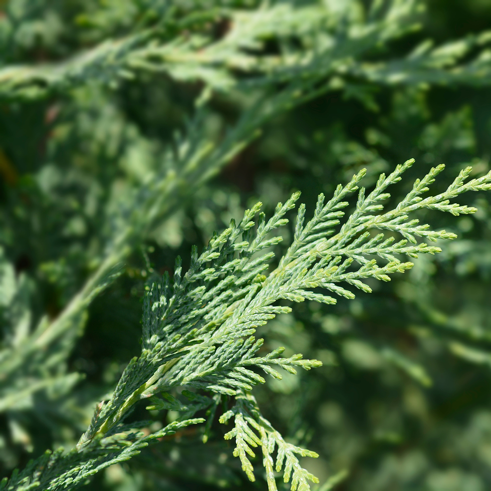 Miniature : Cupressus sempervirens Pyramidalis o Cipresso Toscano