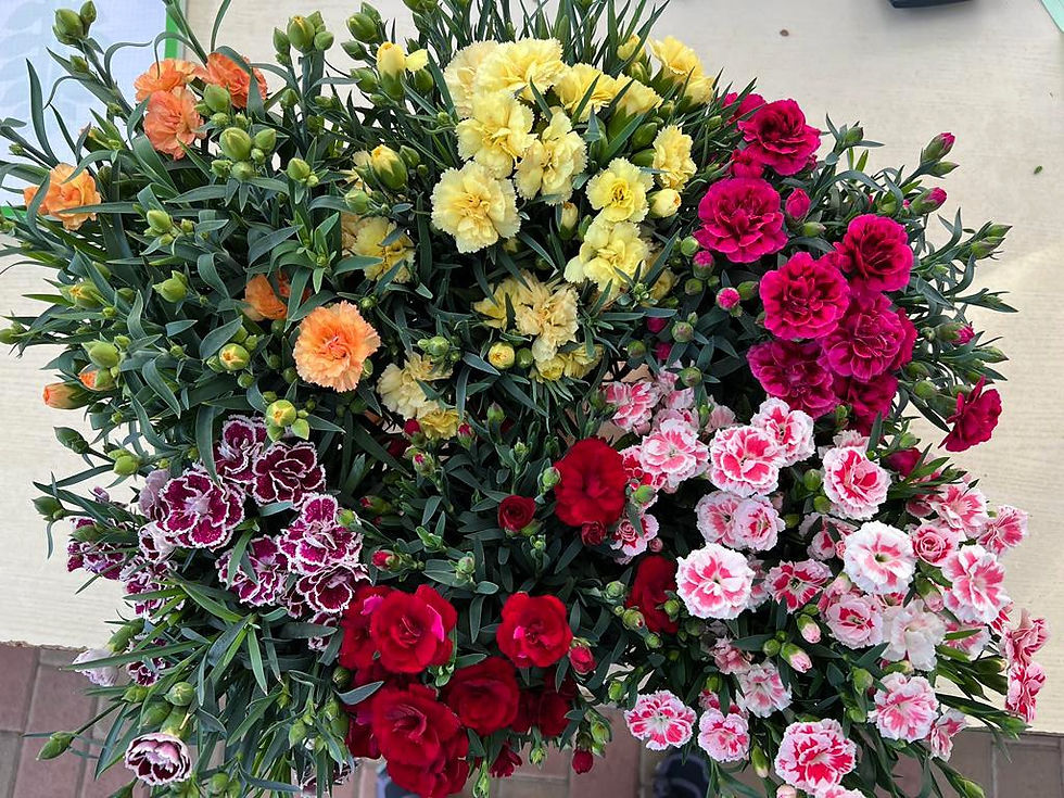 Garofanino piante ornamentali