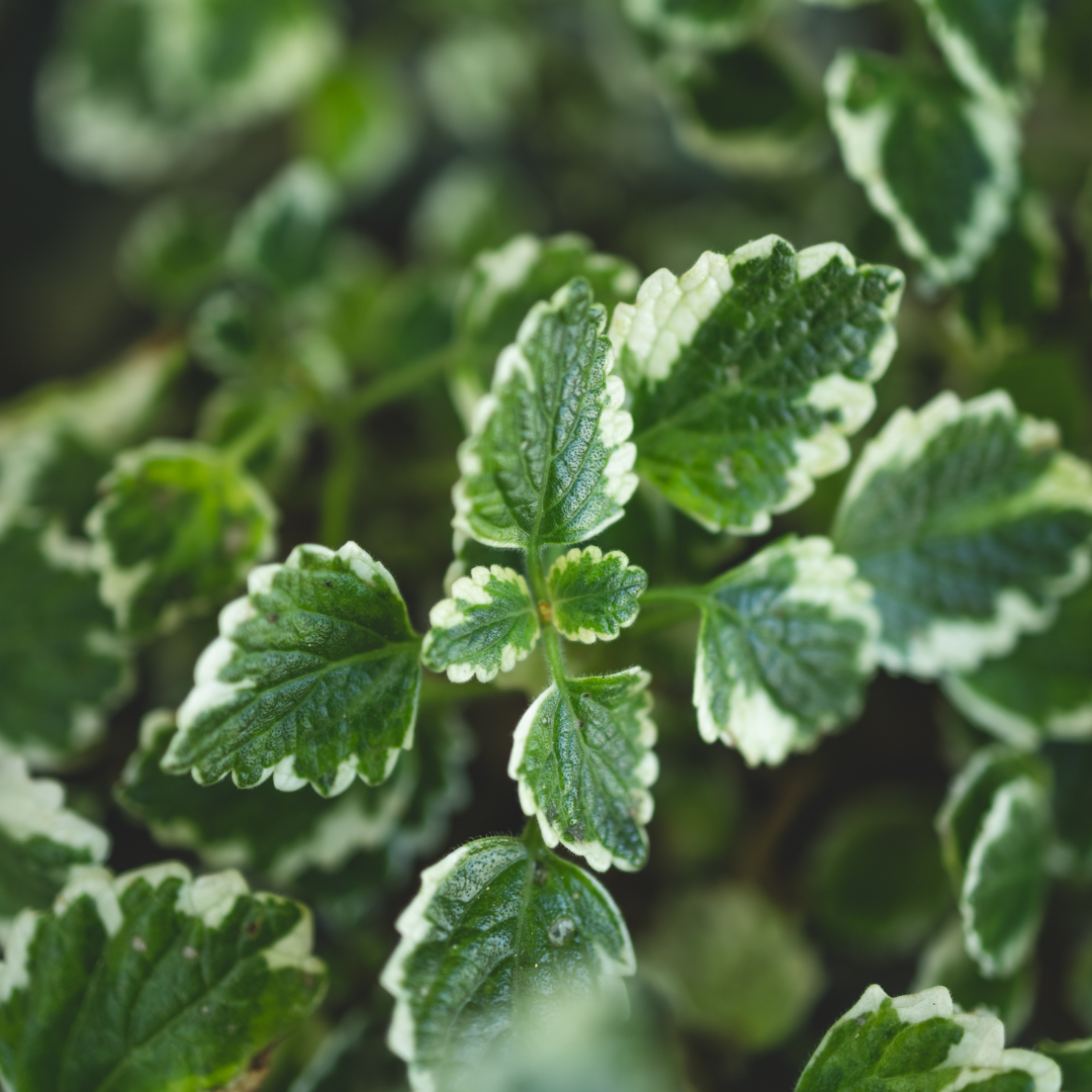 Incenso - Pianta ornamentale - edera sempreverde - Vaso 14 cm