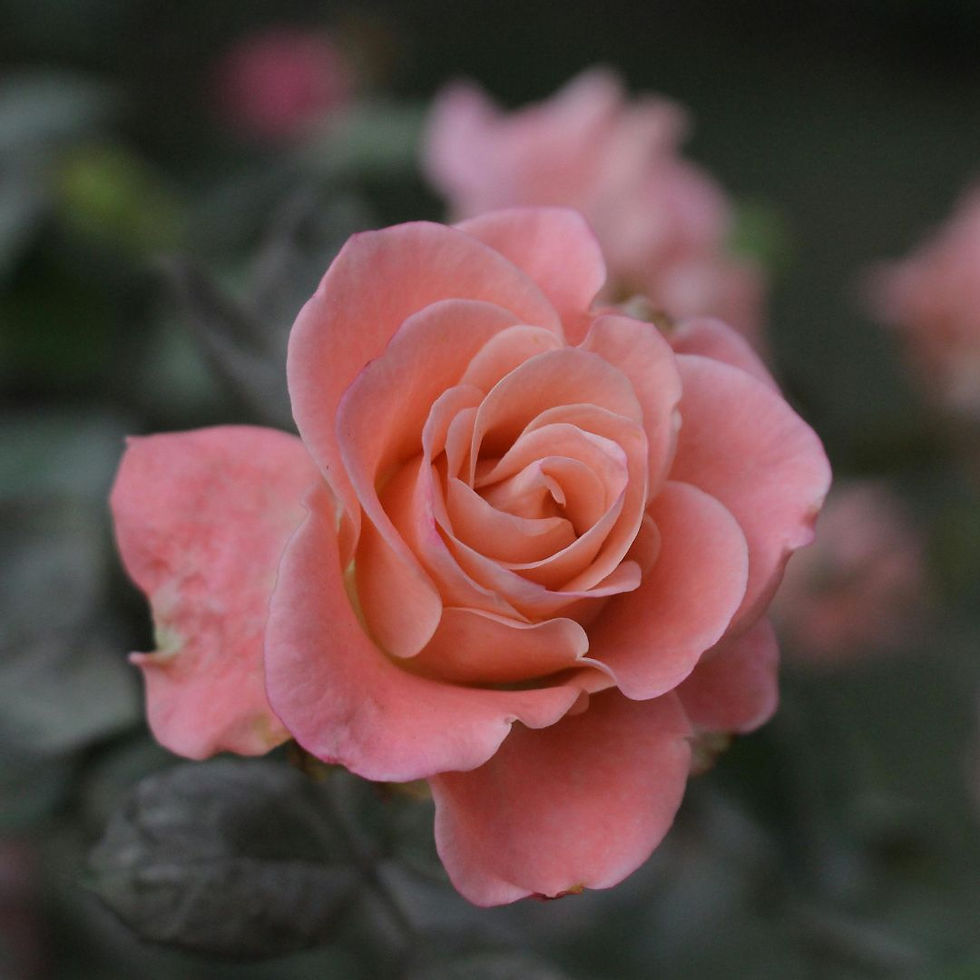 Miniature : Rosa Rampicante Fiore Grande Queen Elizabeth