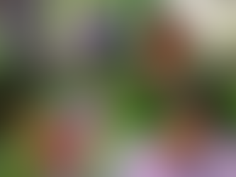 𝑩𝒖𝒕𝒕𝒆𝒓𝒇𝒍𝒚 𝑩𝒖𝒔𝒉 (𝑨𝒓𝒃𝒖𝒔𝒕𝒐 𝒅𝒆𝒍𝒍𝒆 𝑭𝒂𝒓𝒇𝒂𝒍𝒍𝒆)