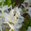 Miniatura: Azalea Bianco Sfumato
