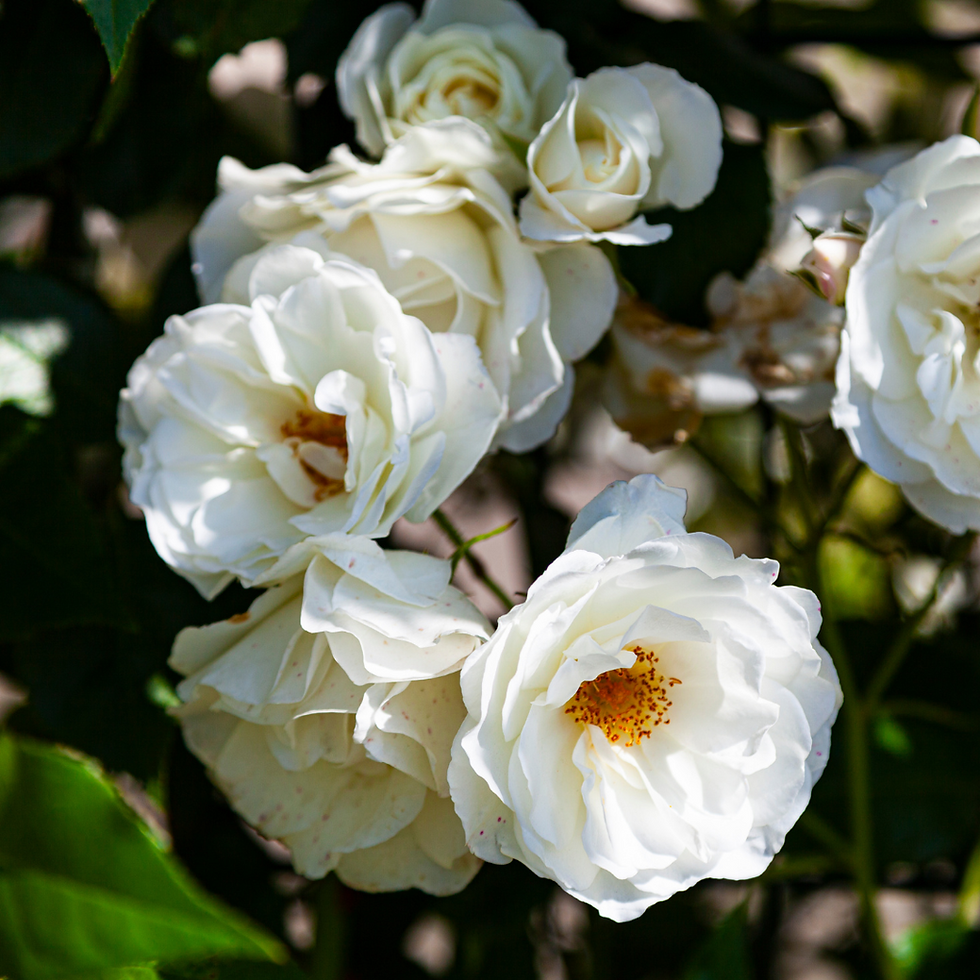 Miniature : Rosa Rampicante Banksiae Bianca