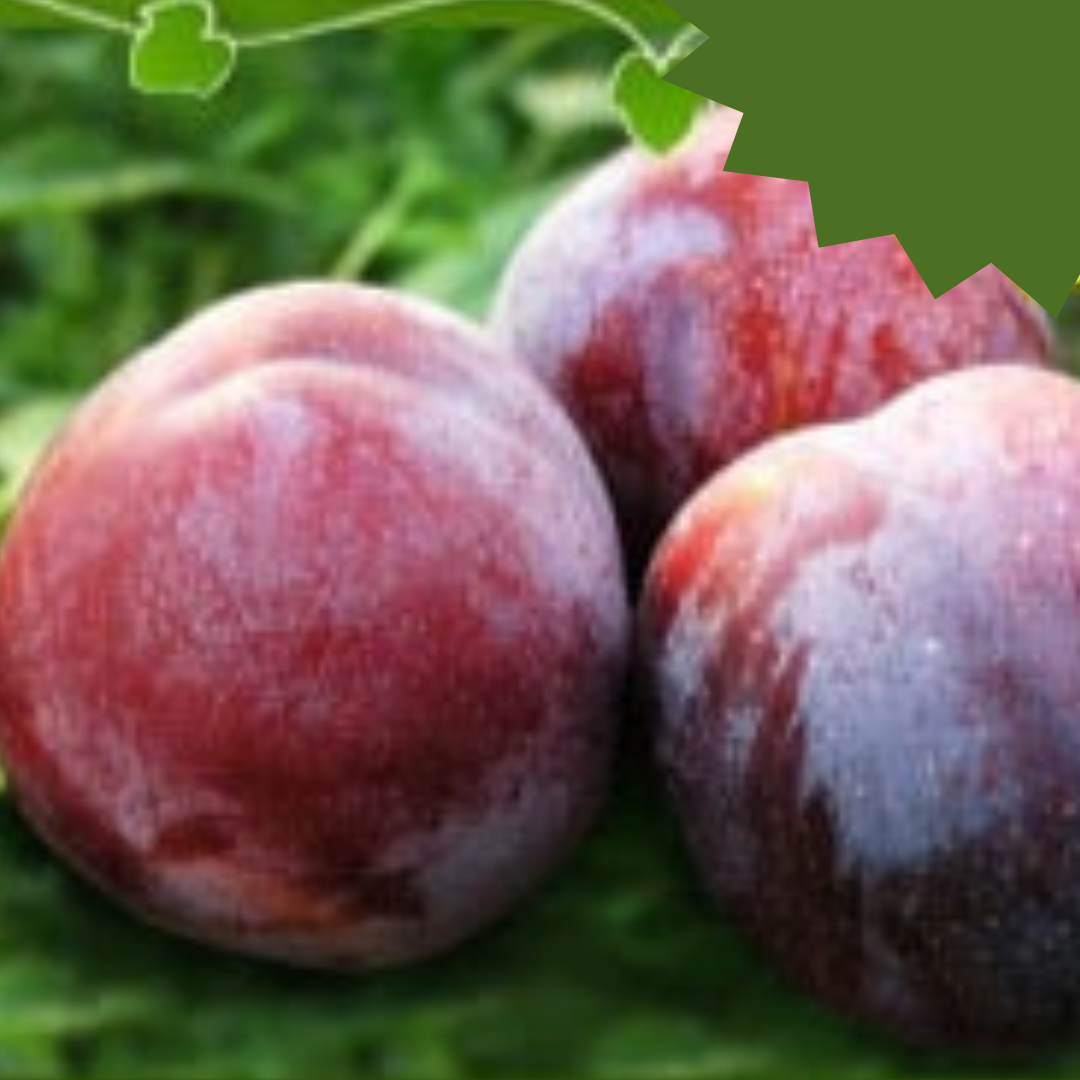 Susino Sangue di Drago