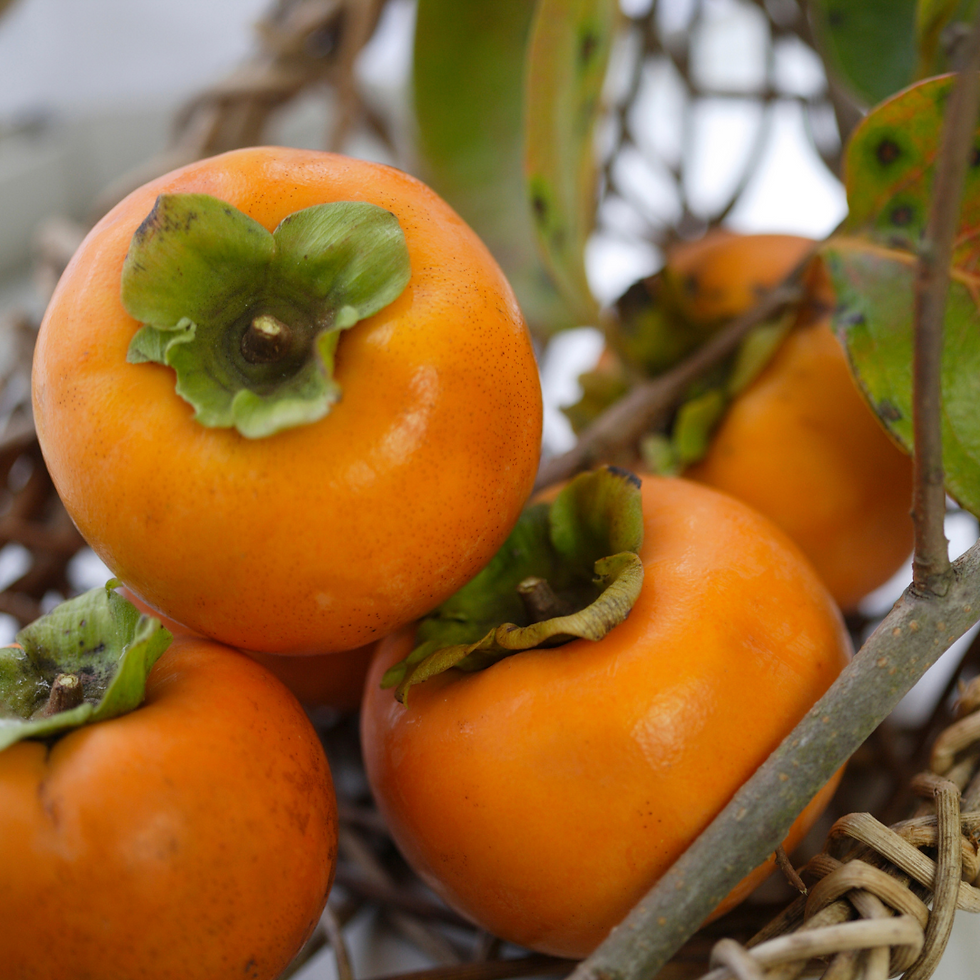 pianta di Kaki Mela varietà Jiro