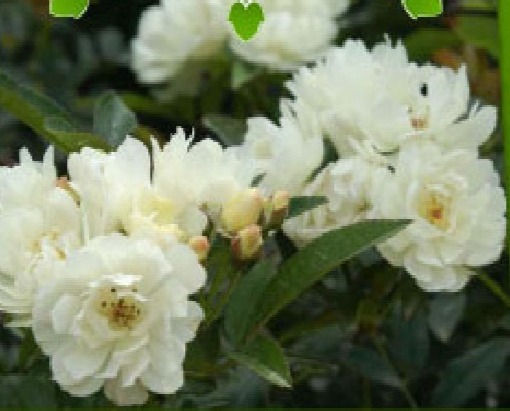 Rosa Rampicante Banksiae Bianca