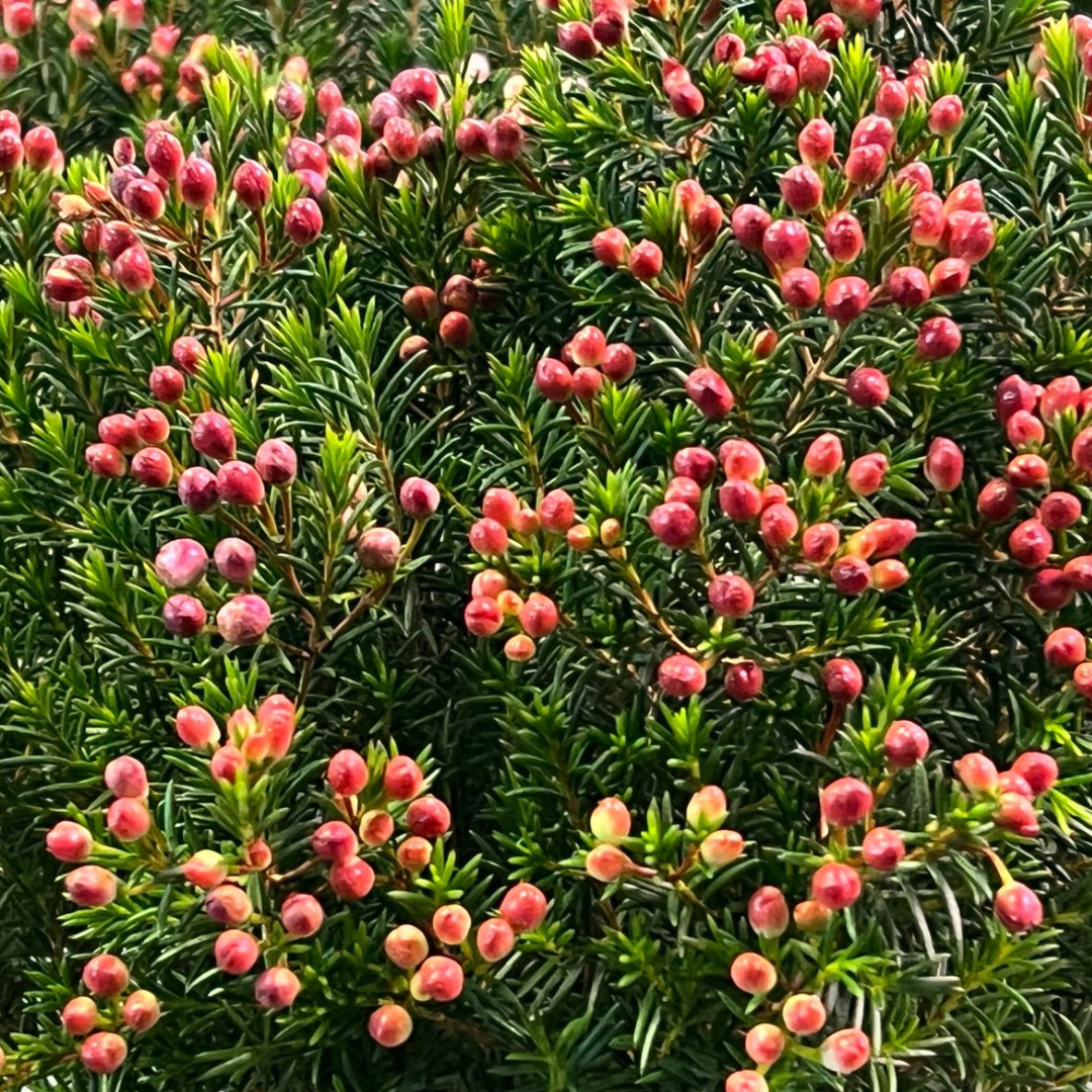 Chamelaucium Wax Flower