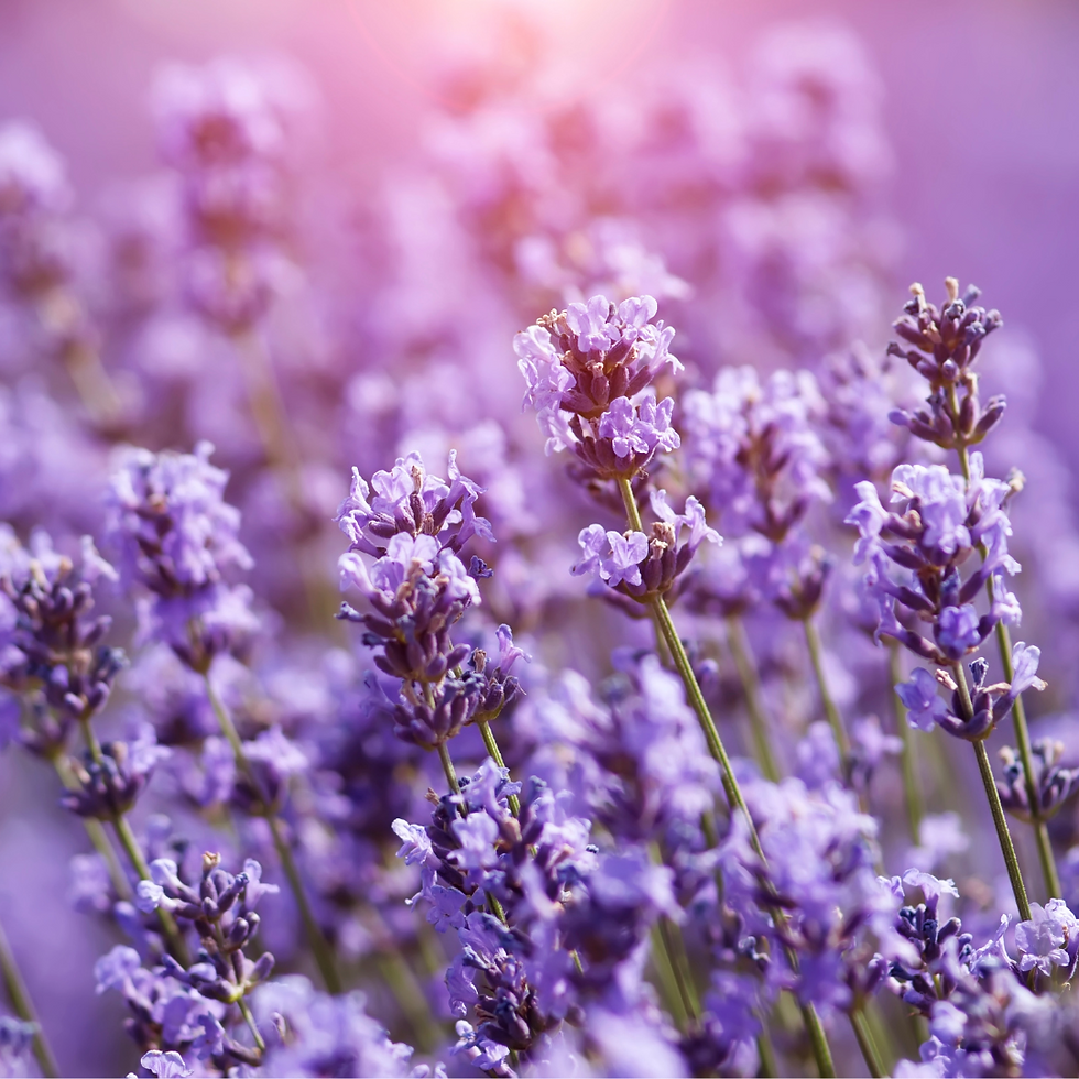 Lavanda, pianta in vendita online,