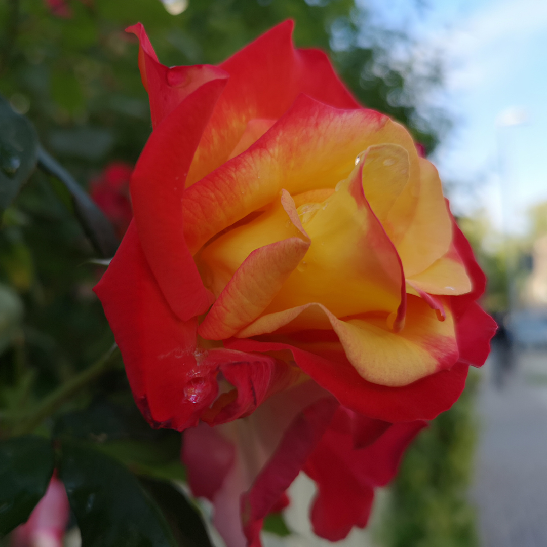 Rosa a Cespuglio Sfumata Rossa - Gialla