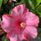 Miniatura: Hibiscus ibisco o Ibiscus rosa; fiore, pianta ornamentale.