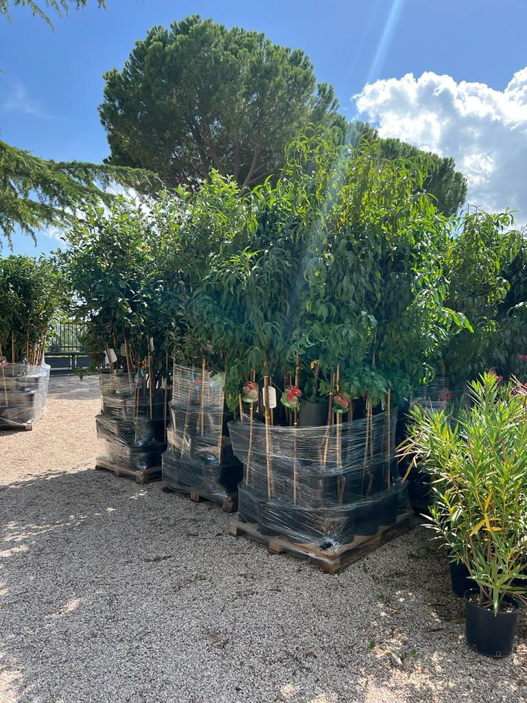 Miniatura: Mandorli Genco