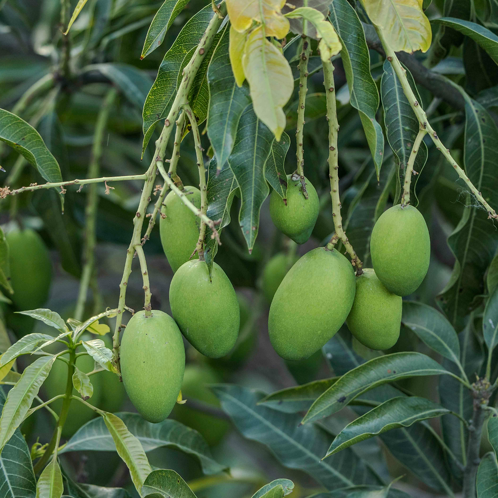 Miniatura: Mango varietà Osteen pianta da frutto esotico o tropicale