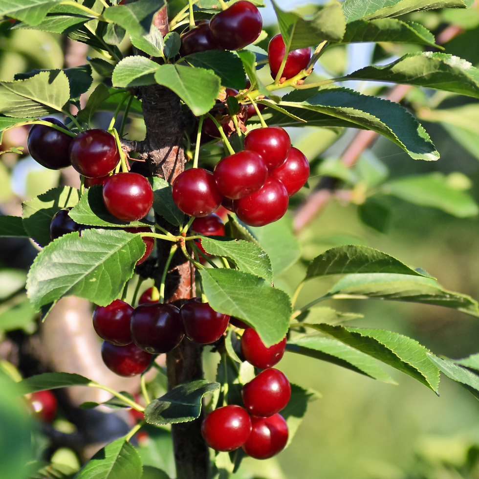 Miniature : Ciliegio Durone Mora di Cazzano o Mora di Verona Pianta da frutto antico