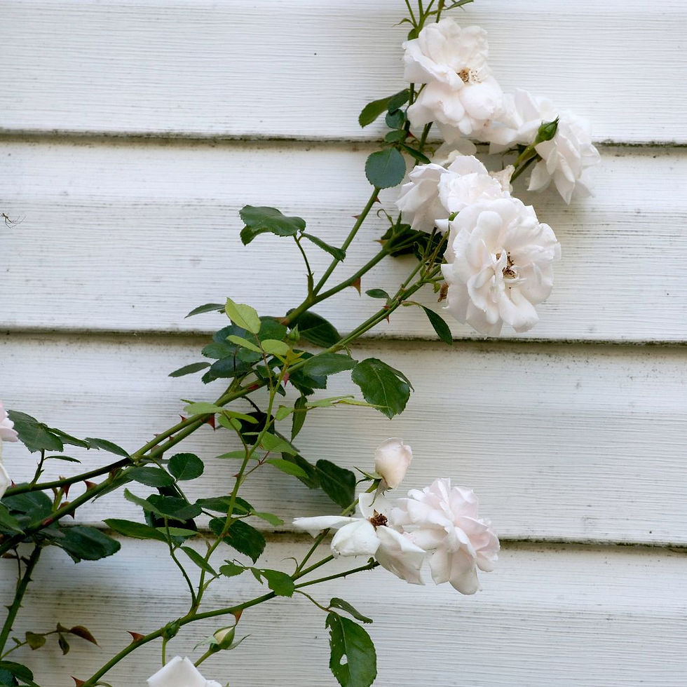 Miniature : Rosa Rampicante Bianco – Fiore Piccolo