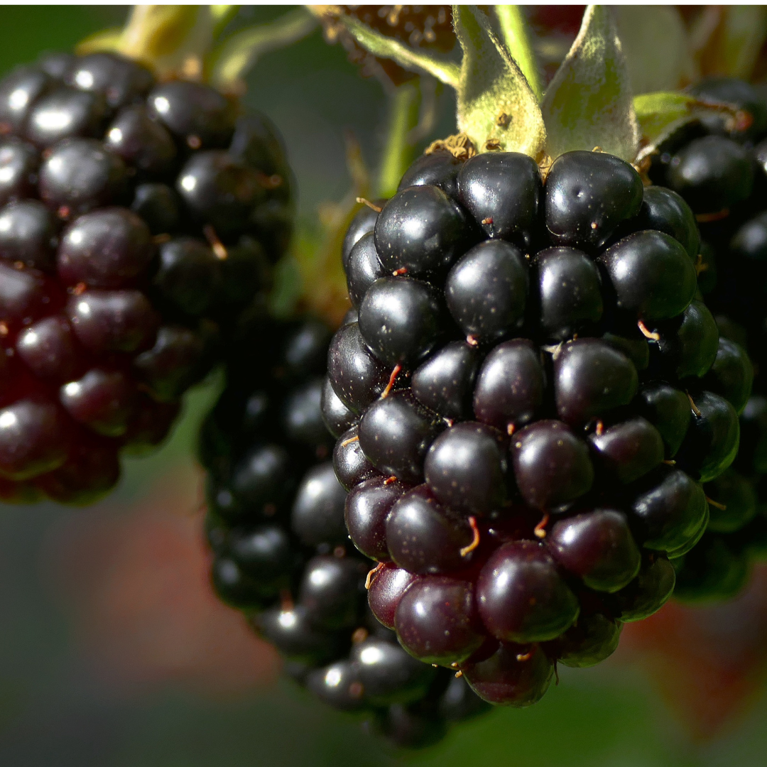 Gelso pendulo frutto nero