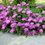 Miniatura: Delospermum tris pianta ornamentale ( Delosperma )