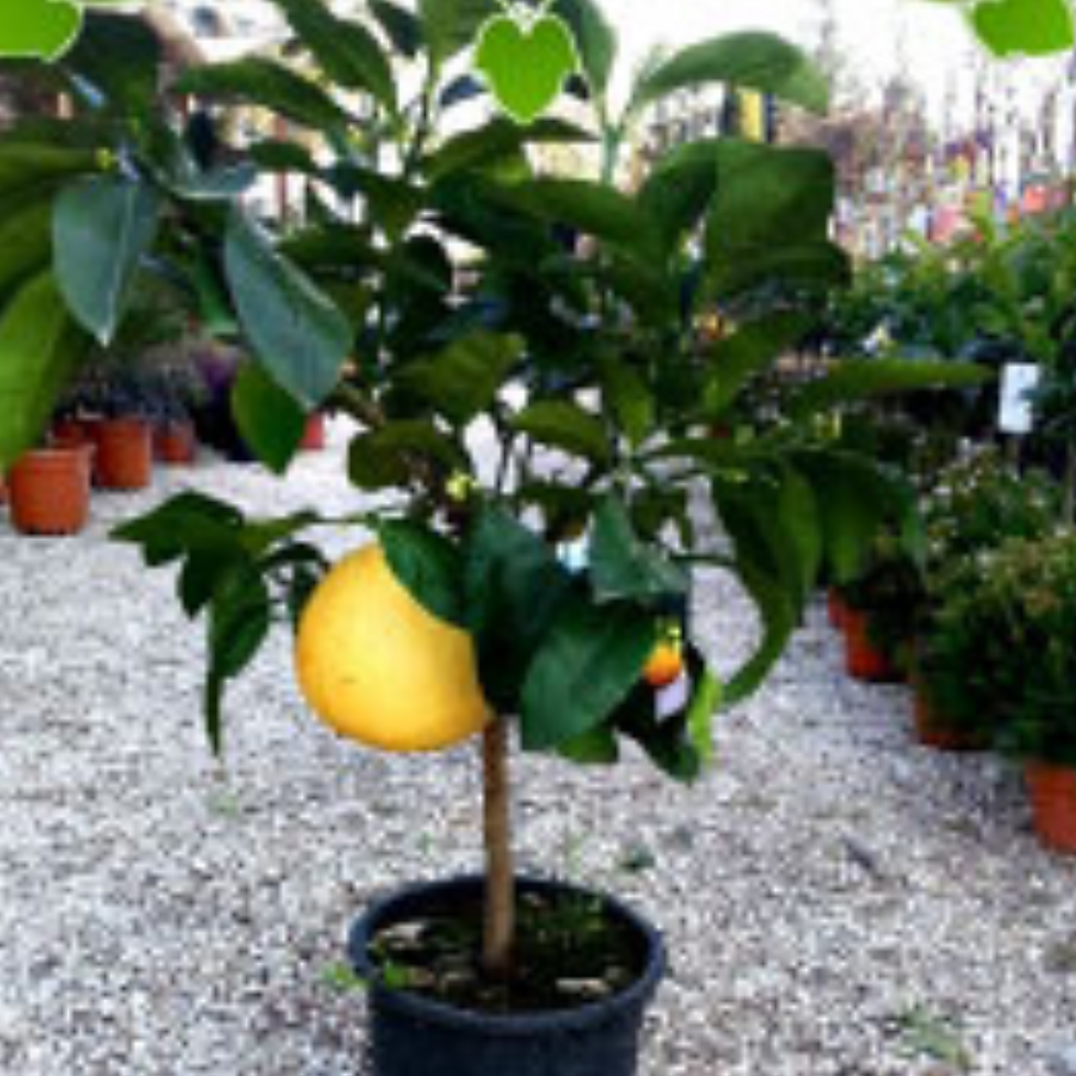 Miniatura: Agrumi Bergamotto, Citrus Bergamia, Pianta da frutto.