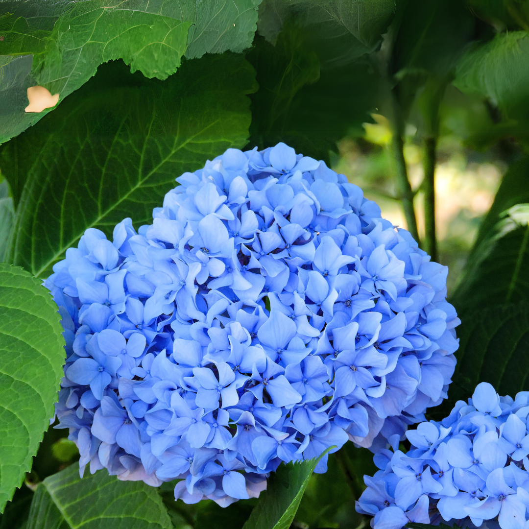 Ortensia fiorita, ortensia azzurra, pianta ornamentale, Piantedafrutta.com,