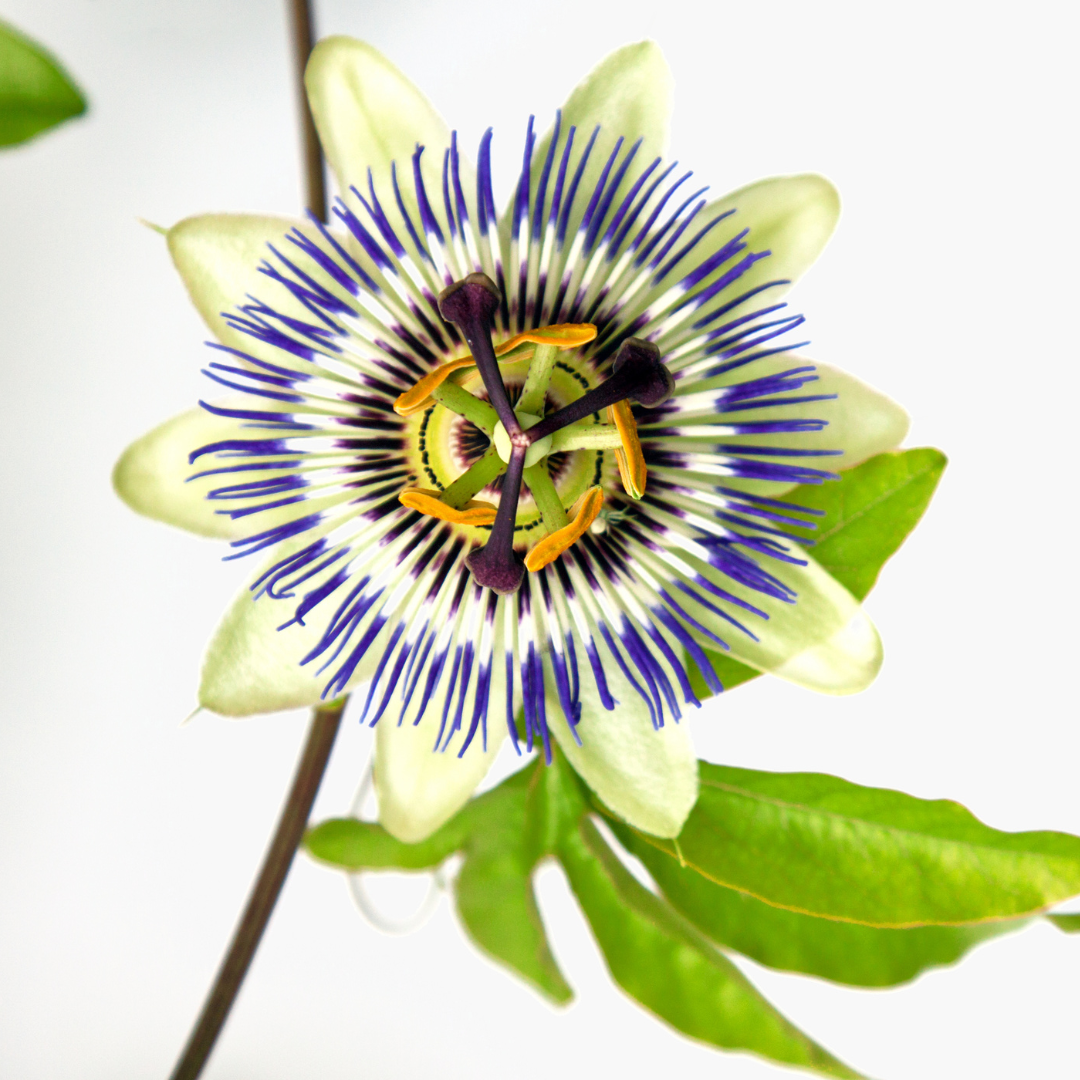 Passiflora Caerulea