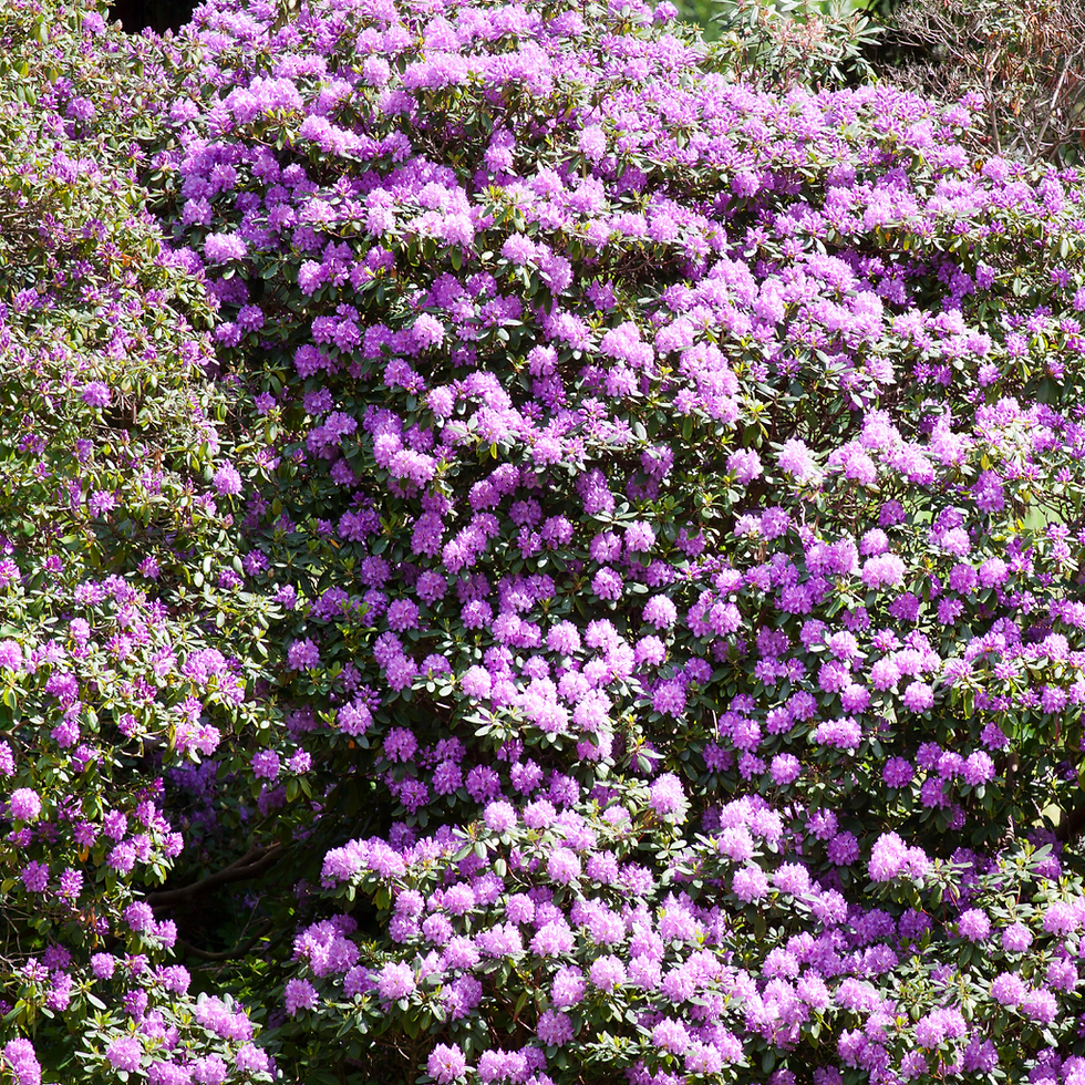 Miniature : Rhododendron Viola  Goldflimmer grandiflorum
