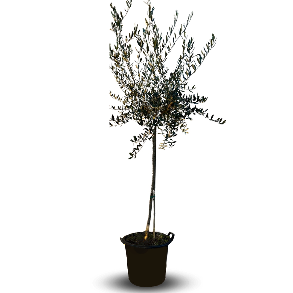 Olivi Cipressino pianta da frutto di ulivo età 8 anni Olive da olio
