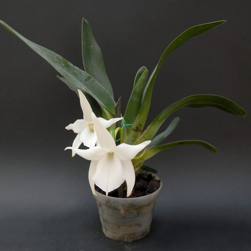 Orchidea