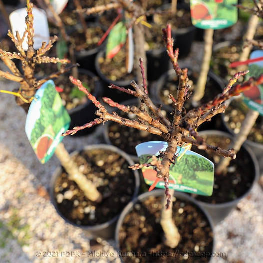 Miniatura: Nettarine Nettarina pianta Nana