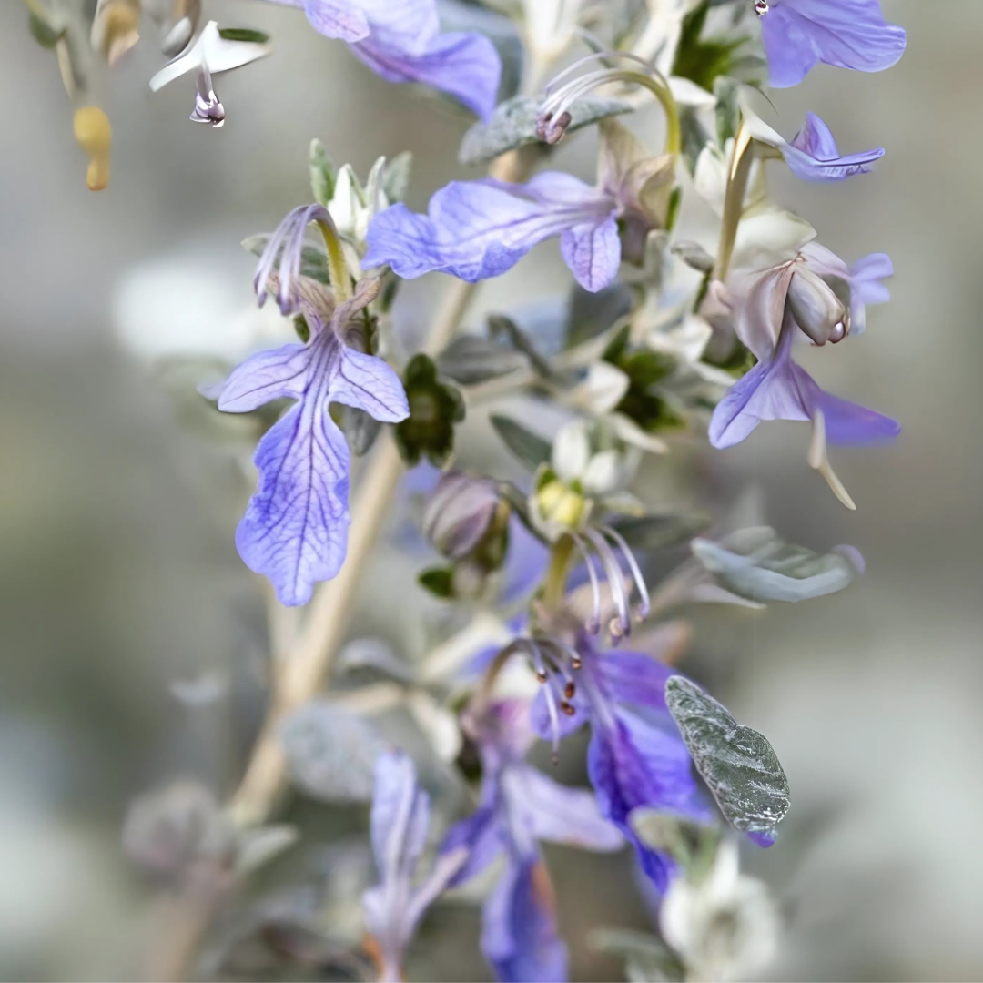 Teucrium Fruticans Camedrio femmina o Salvia arbustiva