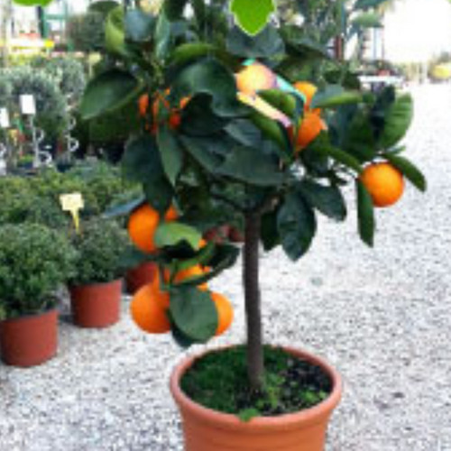 Albero Arancio Navel - Alberi di agrumi