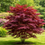 Miniature : Acer palmatum atropurpureum  Pianta Ornamentale