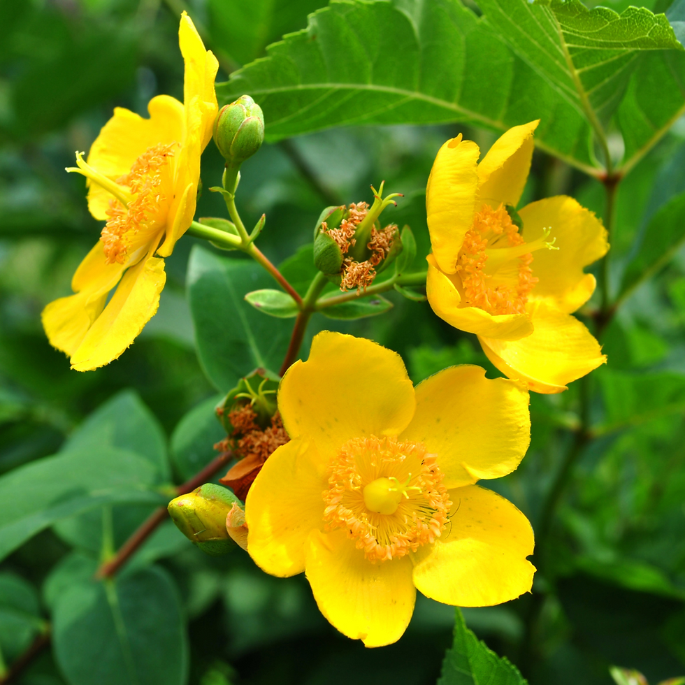 Hypericum Patalum Hidcote - piante tappezzanti