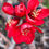 Miniatura: Chaenomeles  x Superba,