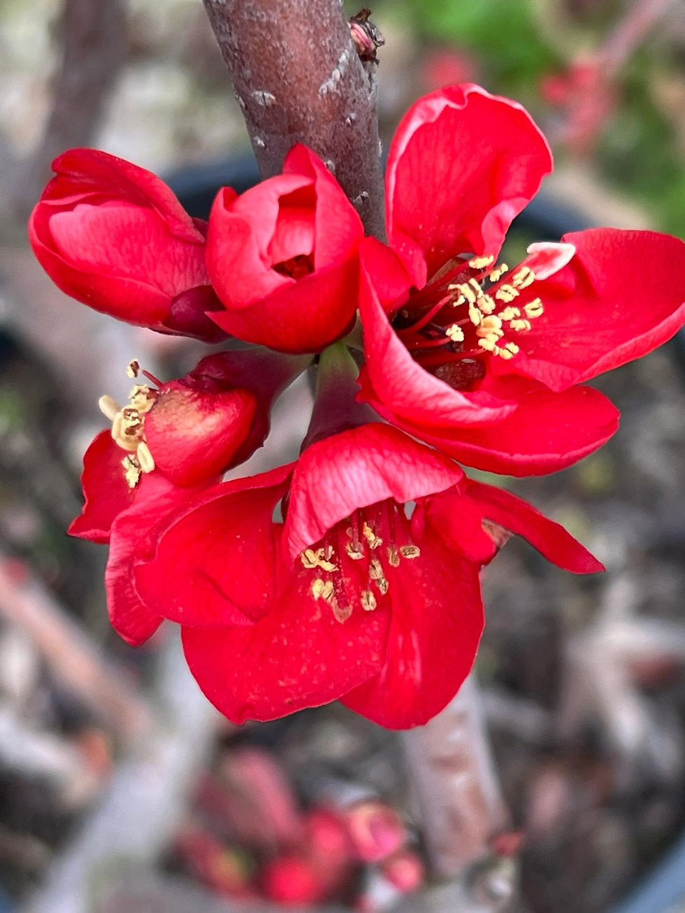 Miniature : Chaenomeles  x Superba,