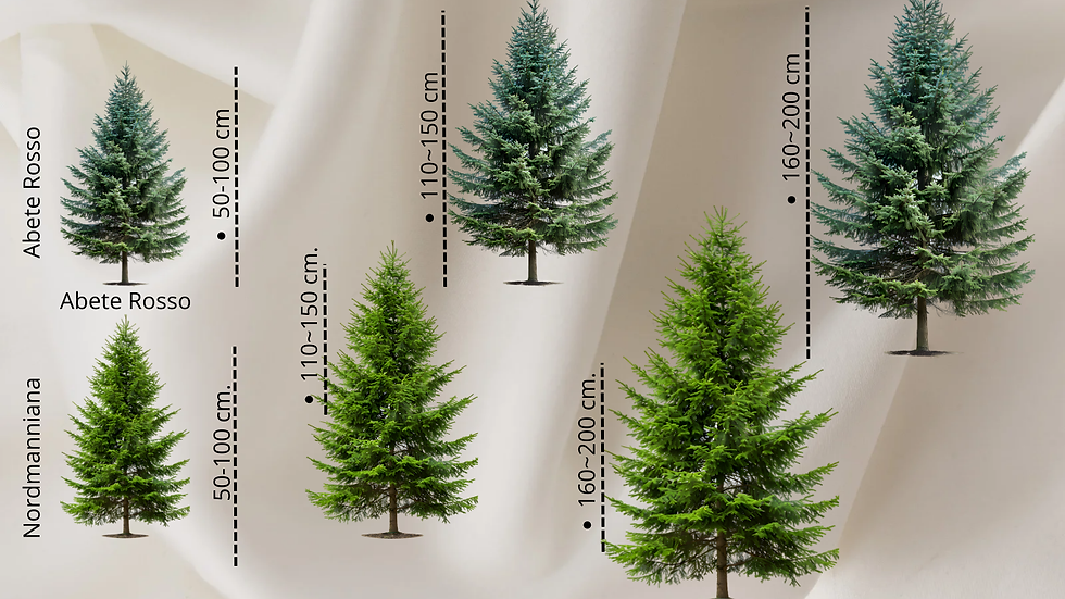 albero di natale vero