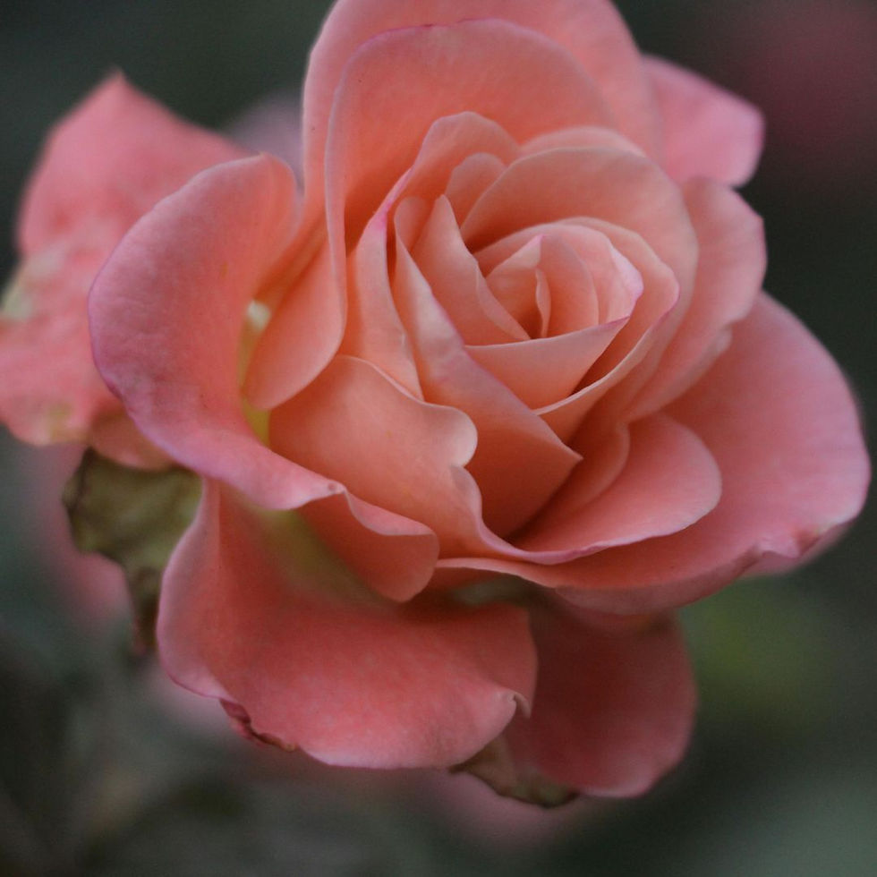 Miniature : Rosa Rampicante Fiore Grande Queen Elizabeth